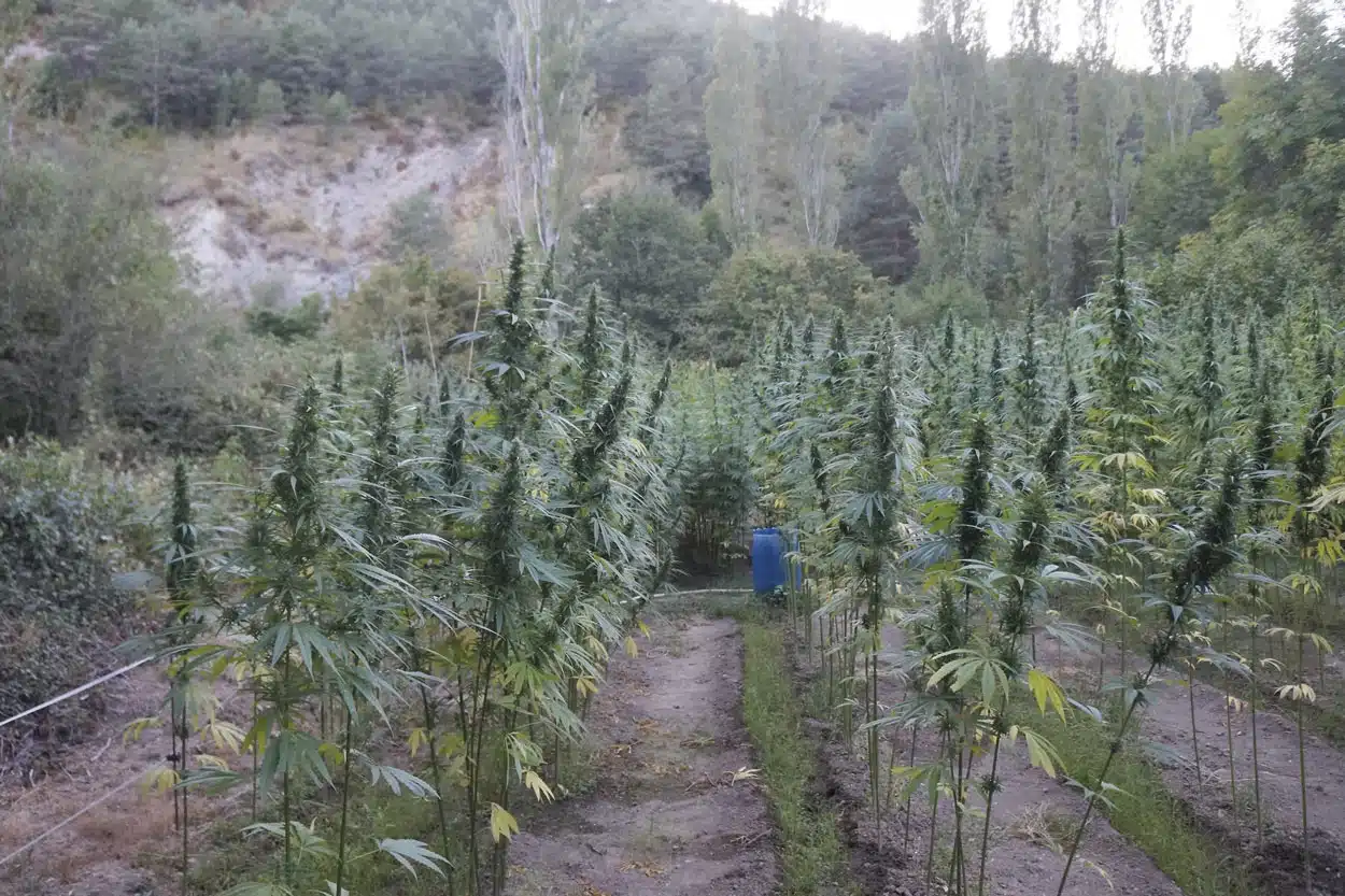 Huerta de regadío