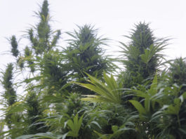 Resultados de variedades certificadas de cáñamo industrial Cogollazos legales