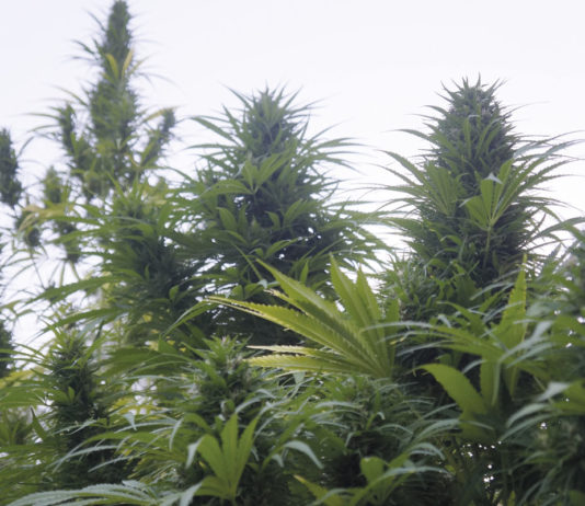 Resultados de variedades certificadas de cáñamo industrial Cogollazos legales