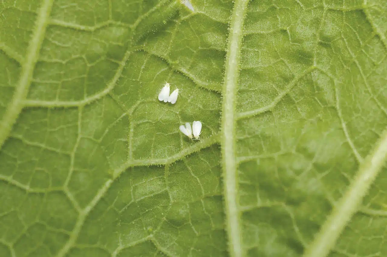Adultos de Trialeurodes vaporariorum (Pablo Oliveri, Pro Huerta, Wikipedia)