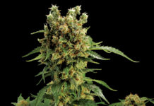 Todo lo que debes saber para estrenarte esta temporada y no morir en el intento Cómo iniciar tu primer cultivo de marihuana