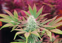 Cultivo exterior otoñal: aumenta el rendimiento fuera del verano