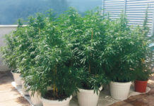 Washington reabre el debate sobre el cultivo doméstico de marihuana frente al rechazo policial