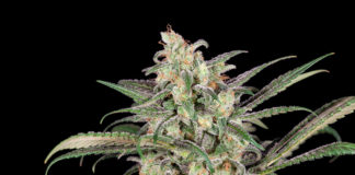 Cómo cultivar CBD ecológico: Cultivo y cosecha