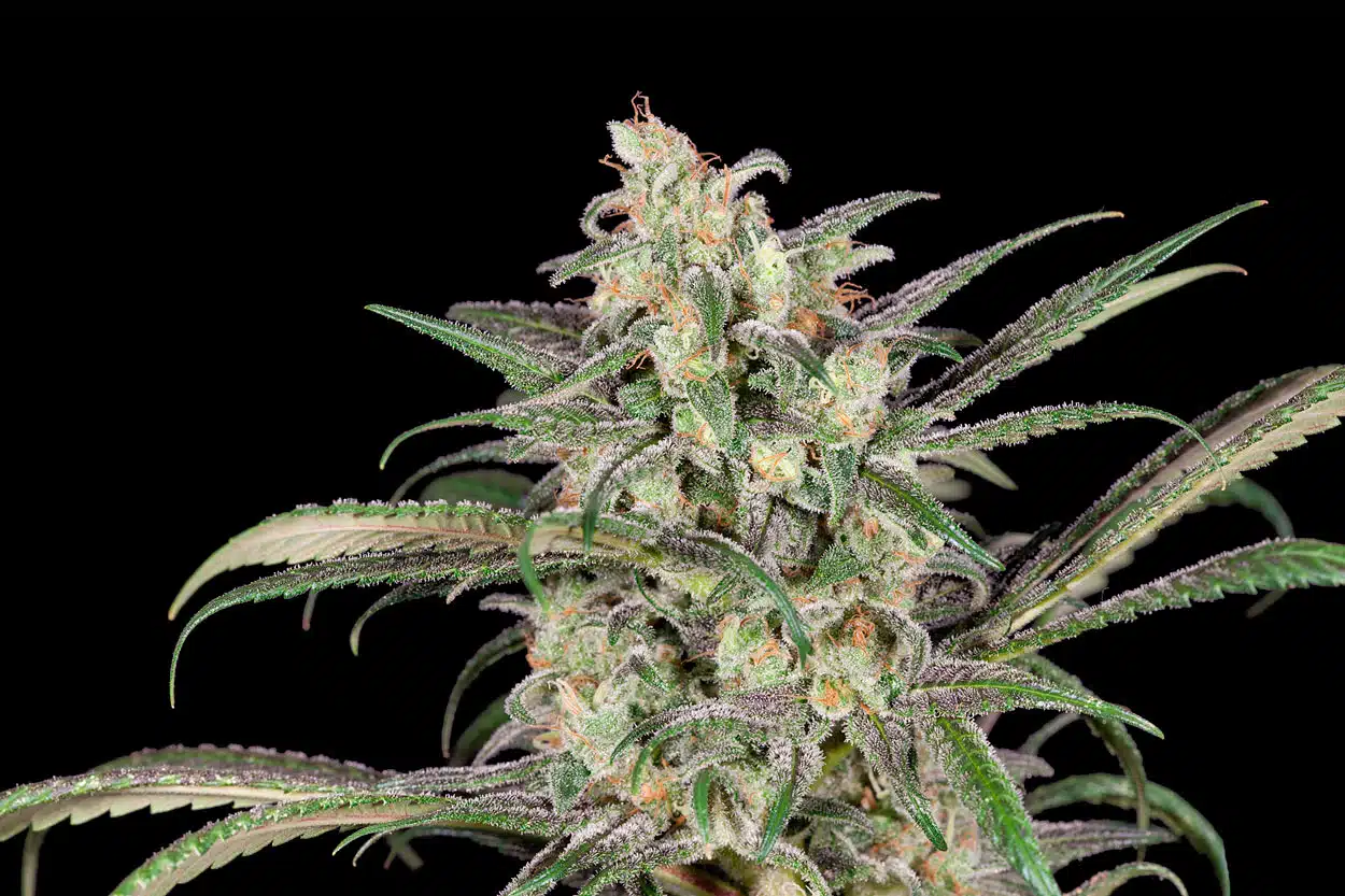 Cómo cultivar CBD ecológico: Cultivo y cosecha