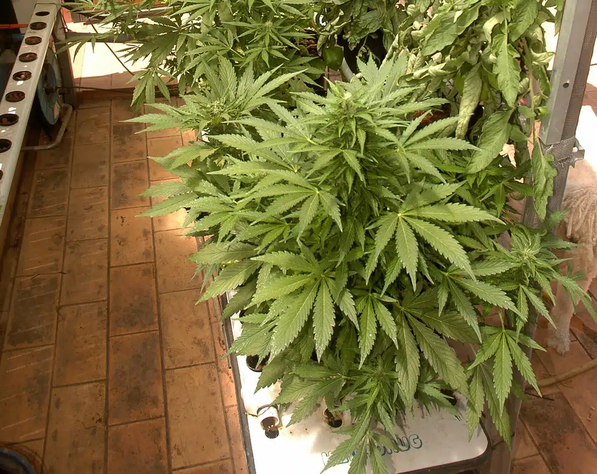 Cannabis, tomateras, calabacines, de todo...