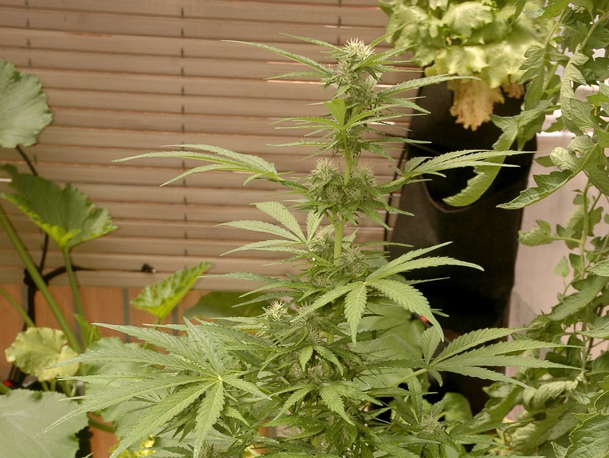 Hasta 1,20 metros de automática