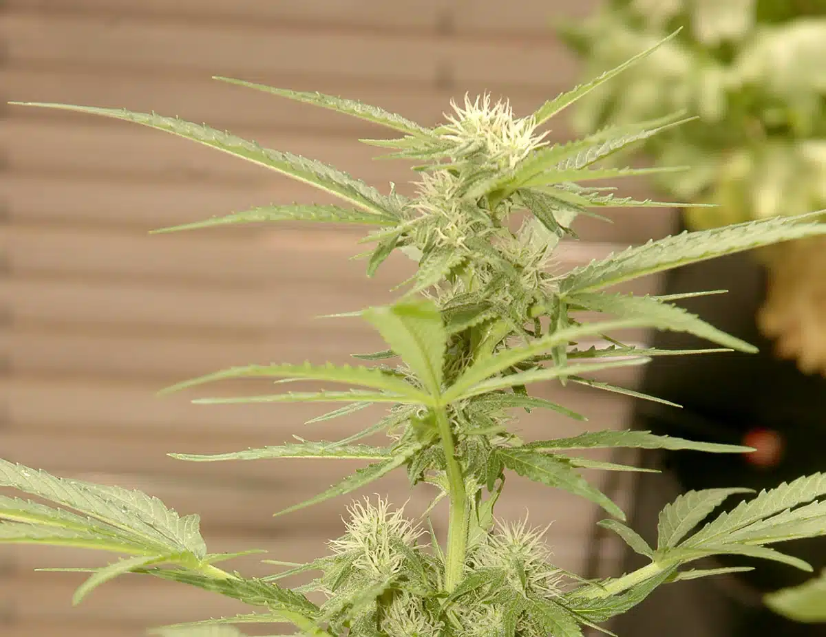 La auto Fast Bud