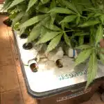 Las plantas se ponen enormes