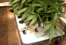 Hidroponía en exterior: sácale el máximo provecho a tus autos Las plantas se ponen enormes