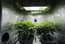 Hidroponía básica (1.ª parte): qué es y cómo iniciarte en el cultivo hidropónico de cannabis hidroponía para cannabis