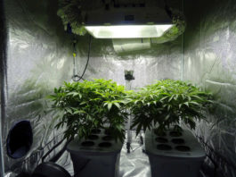 hidroponía para cannabis