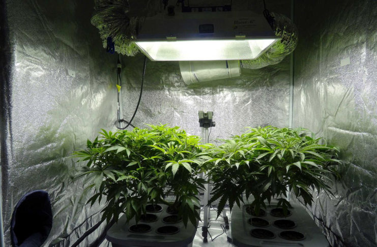 hidroponía para cannabis
