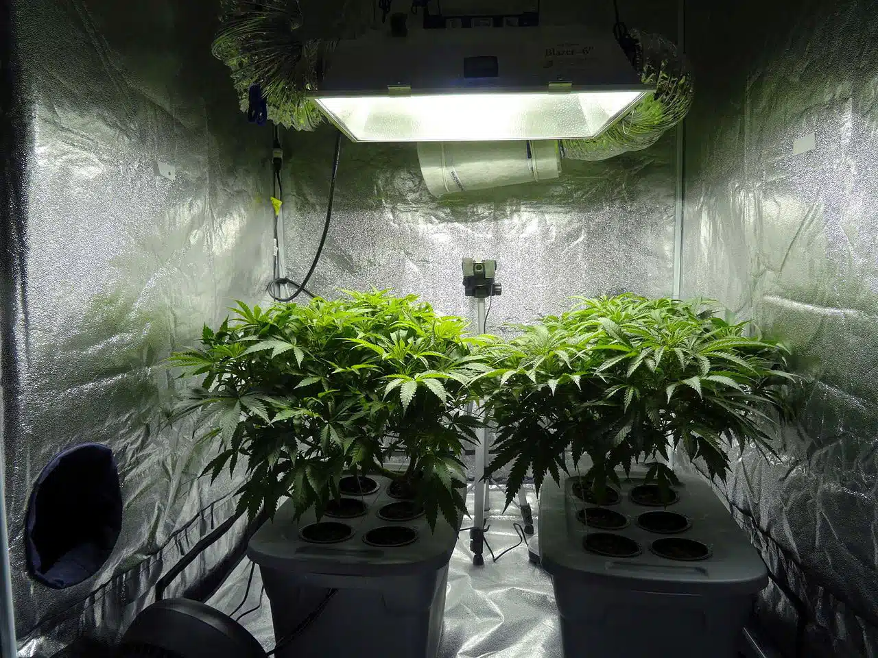 hidroponía para cannabis