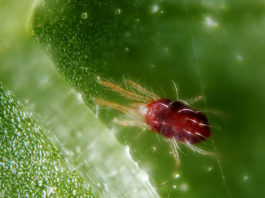 Las plagas más comunes en el cultivo de marihuana y cómo eliminarlas de forma natural Las plagas más comunes en el cultivo de marihuana