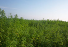 Guerra del cannabis en Ohio el referéndum divide al sector para frenar las nuevas restricciones a la marihuana y al cáñamo