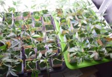 Hidroponía básica (2.ª parte): soluciones minerales y agua