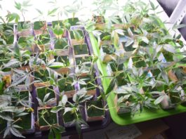 Hidroponía básica (2.ª parte): soluciones minerales y agua