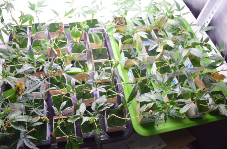 Hidroponía básica (2.ª parte): soluciones minerales y agua