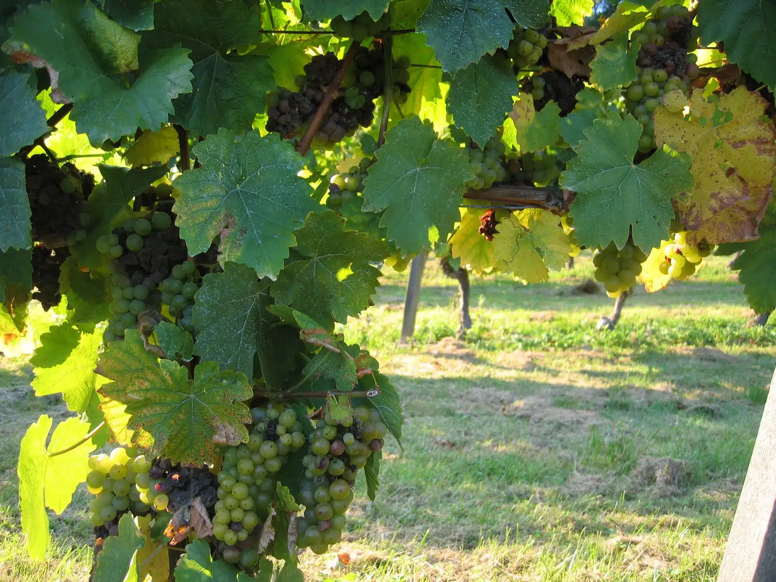 Prevención y control de la botrytis en tu cultivo