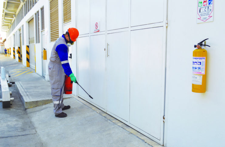 Control de plagas de cannabis: consejos para invierno