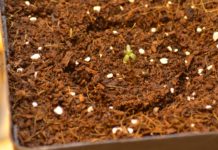 Influencia lunar en el cultivo de cannabis