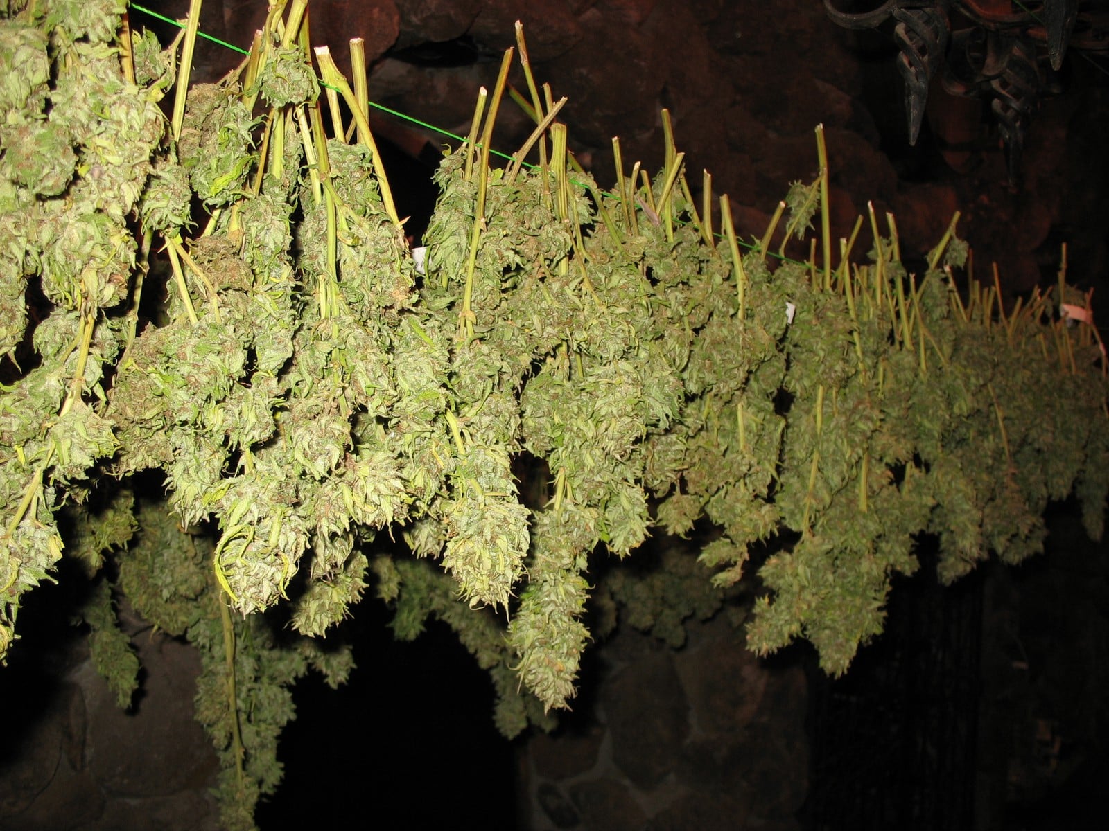 Semillas de cannabis detalle 1