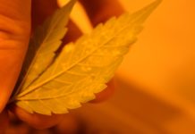 Introducción a problemas en cultivos hidropónicos