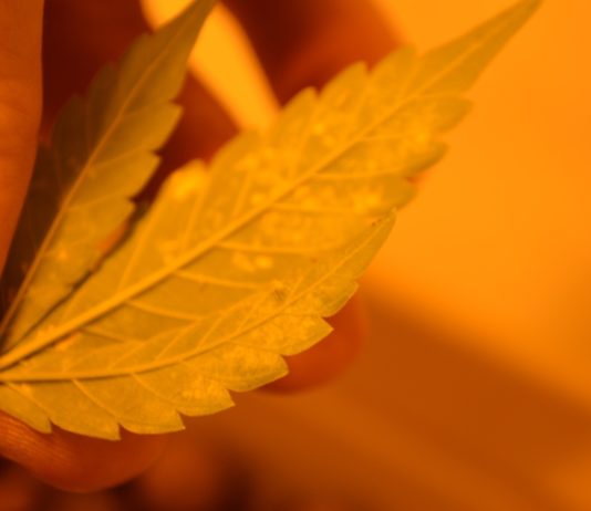 Introducción a problemas en cultivos hidropónicos