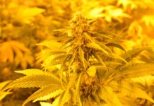 Introducción al esquejado en hidroponía