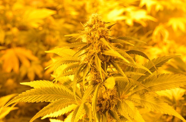 Introducción al esquejado en hidroponía