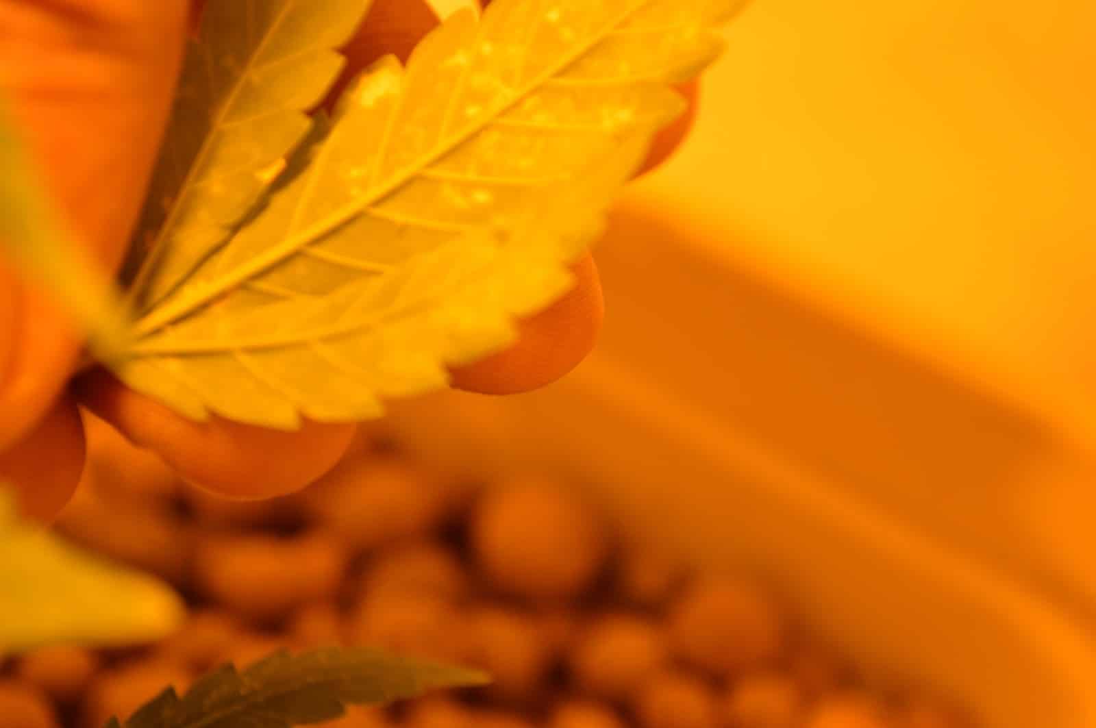 Cultivos hidropónicos detalle 3