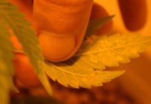 Problemas y deficiencias en cultivos hidropónicos