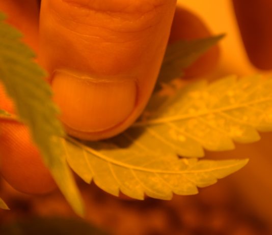 Problemas y deficiencias en cultivos hidropónicos