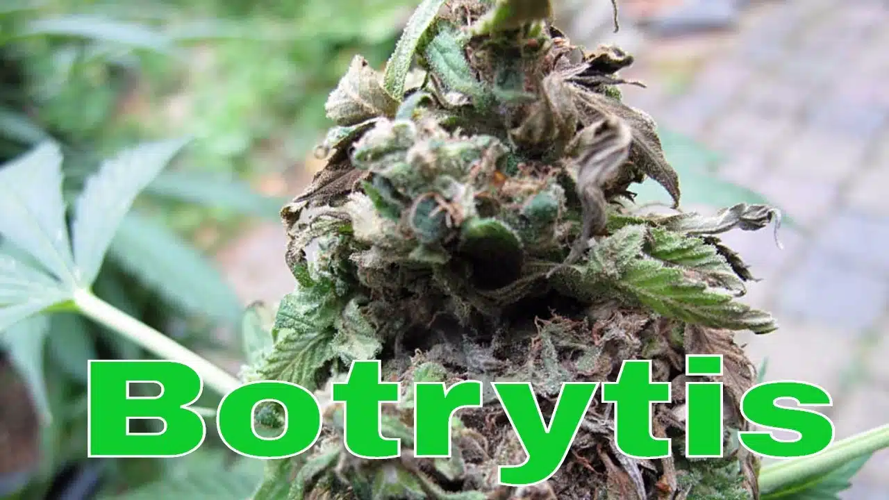 Botrytis foto 2