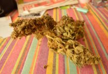 Hidroponía avanzada: una guía completa para el cultivo eficiente con cannabinoides