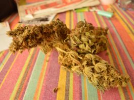 Hidroponía avanzada: una guía completa para el cultivo eficiente con cannabinoides