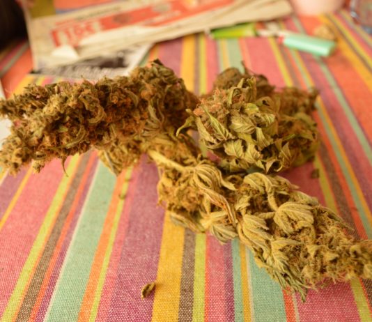 Hidroponía avanzada: una guía completa para el cultivo eficiente con cannabinoides