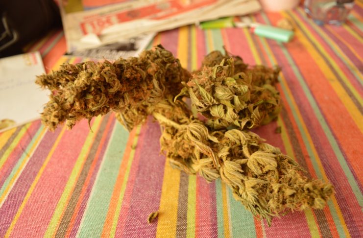 Hidroponía avanzada: una guía completa para el cultivo eficiente con cannabinoides