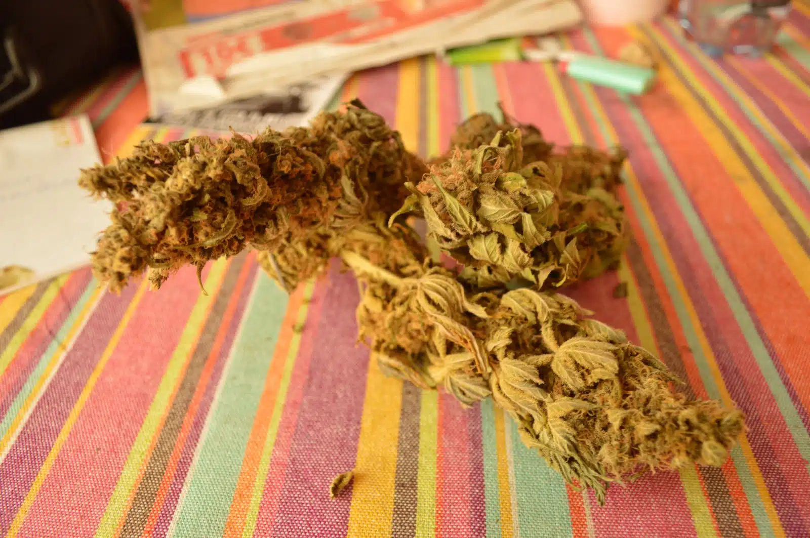 Hidroponía avanzada: una guía completa para el cultivo eficiente con cannabinoides