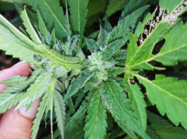 Oruga en el cultivo exterior de cannabis Las mordeduras y deposiciones indican la presencia de orugas