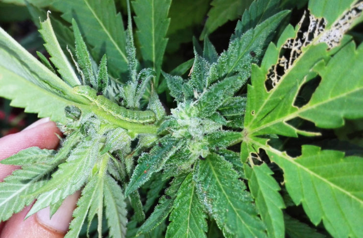 Oruga en el cultivo exterior de cannabis Las mordeduras y deposiciones indican la presencia de orugas