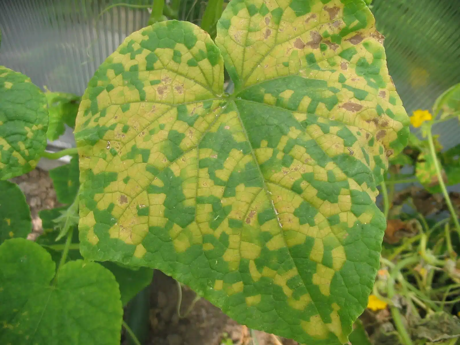 Botrytis foto 3