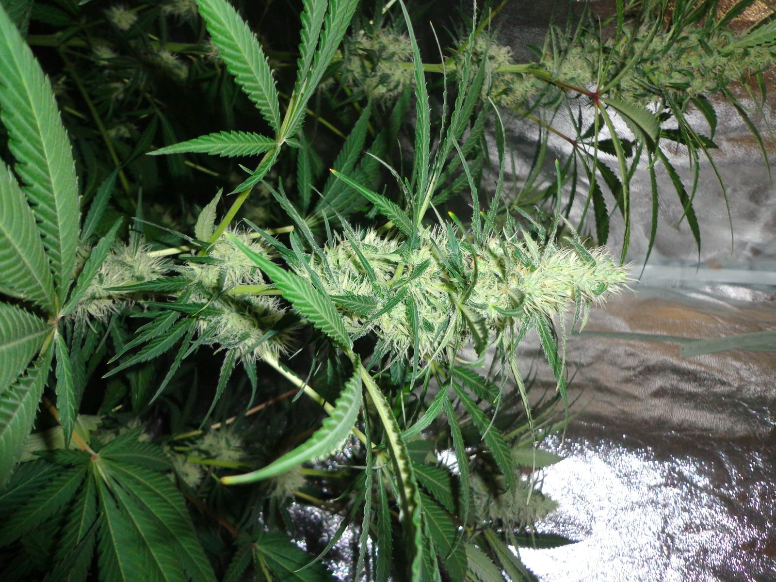 Influencia lunar detalle 4