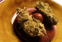 semillas de cannabis