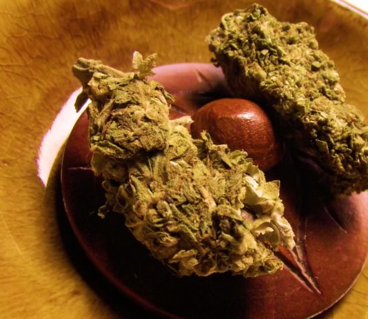 Consulta sobre semillas de cannabis: regulares vs feminizadas semillas de cannabis