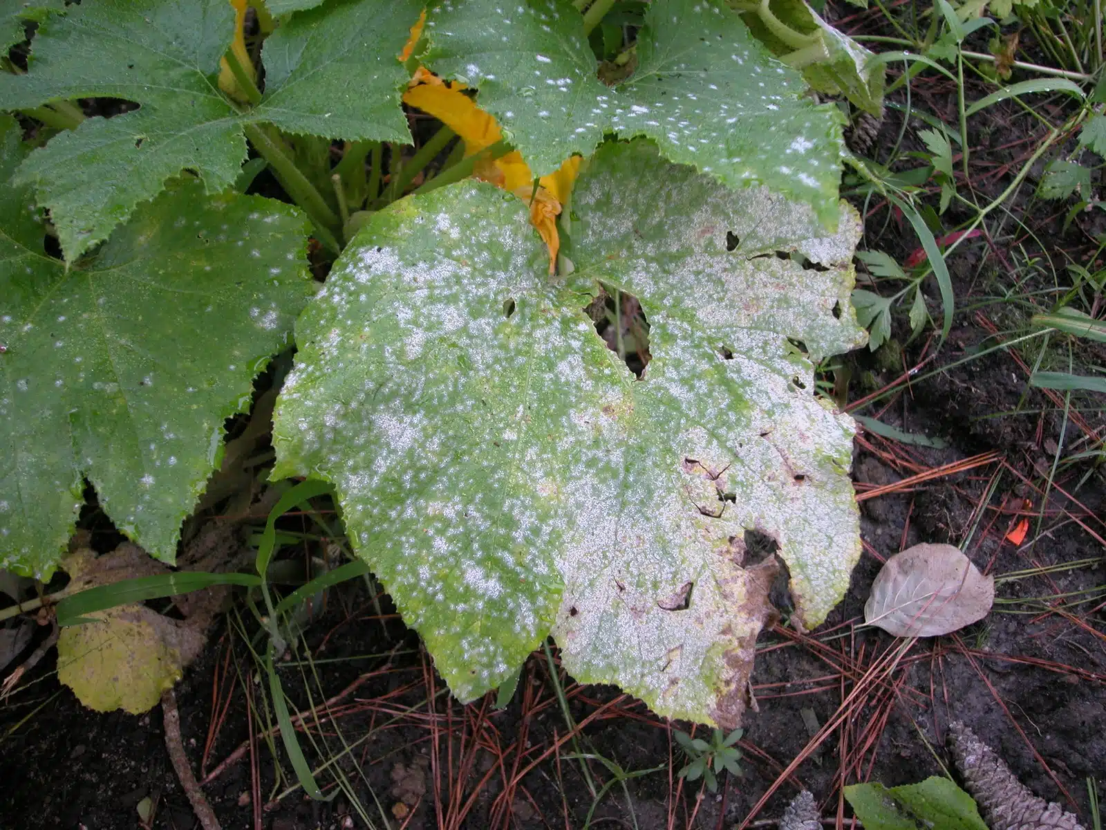 Botrytis foto 4