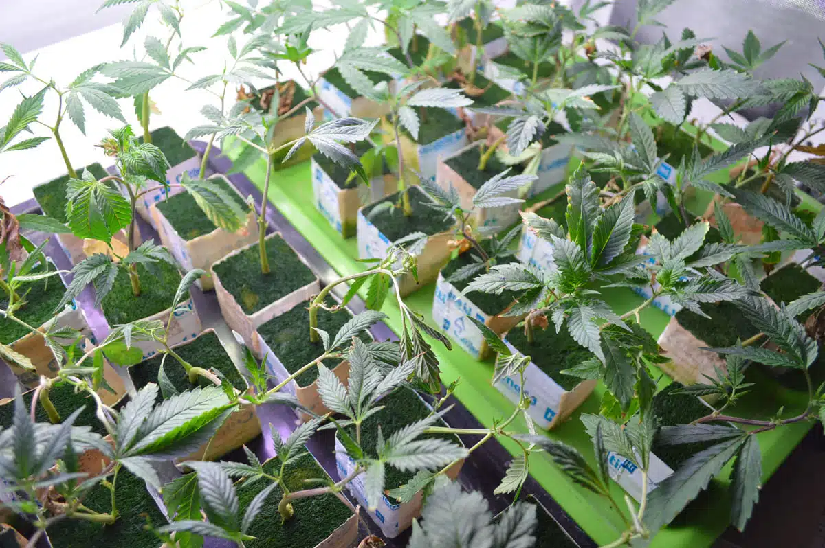 Esquejes en lana de roca el marco de un ciclo de cultivo, casi listos para utilizar a falta de la cosecha de los ejemplares adultos. Éstas son ya unas plantas robustas que resistirán mucho mejor cualquier tipo de injerencia