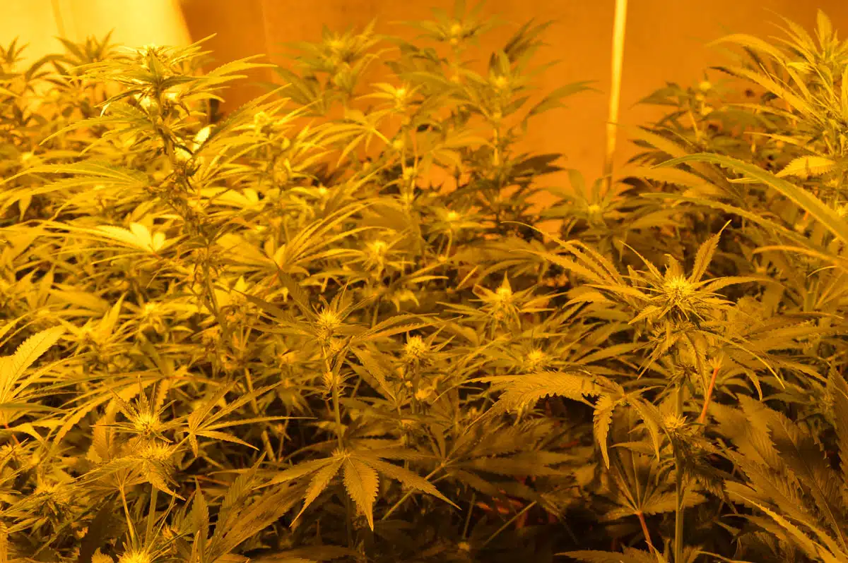 En esta fotografía se puede apreciar algunos de los ejemplares de este cultivo hidropónico. Al fondo se puede ver como uno de los ejemplares, una Church concretamente se sale de la fotografía por su diferencia de tamaño con las demás, debido a la vigorosidad de esta genética que este cultivador lleva tantos años trabajando