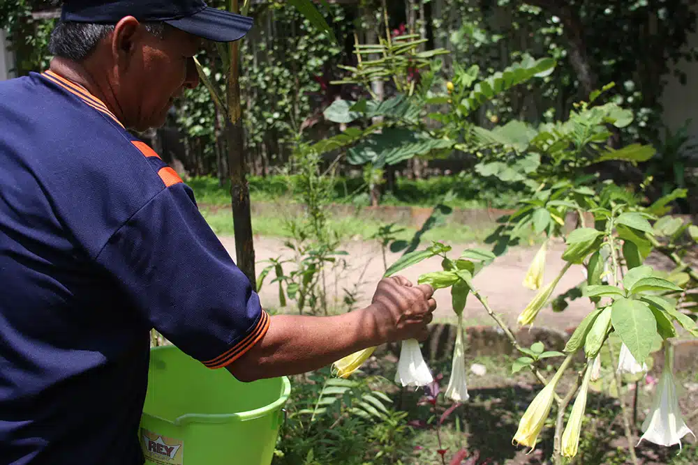 Curandero recoge flores de Toé (Brugmansia suaveolens) para preparado de baño de plantas medicinales